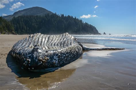 dead whale on oregon beach